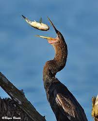Dinner In The Air Bird Life List Pet Birds Beautiful Birds