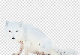 Arctic Fox White Fox Wildlife Animal Figure Watercolor Paint Wet Ink Fur Transparent Background Png Clipart Hiclipart To those of you that the photo.