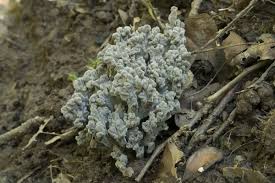 Image result for Clavulina cinerea