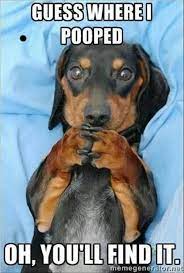 33 Funny And Hilarious Animal Memes That Will Make Anyone Have A Great Day Funny Animal Memes Funny Animal Pictures Funny Dog Memes We may earn commission from links on this page, but we only recommend products we back.