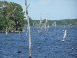 Purtis creek state park map. Lake With Good Bass And Crappie Fishing Picture Of Purtis Creek State Park Eustace Tripadvisor