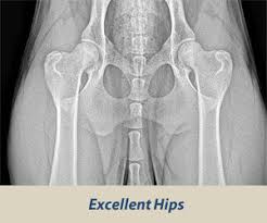 Hip Dysplasia | OFA