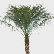 Image result for Phoenix roebelenii