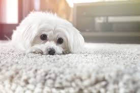 When you are looking for a puppy on sale, look no further than puppies 'n dogs. 16 Teacup Dog Breeds Pomeranian Terrier And More