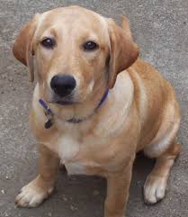 Image result for labrador retrívr