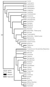 Image result for Polysphaeria dischistocalyx