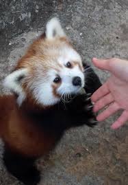 Zookeepers Have The Coolest Jobs 20 Pics Seriously For Real Red Panda Animals Cute Animals