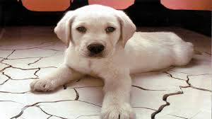 Tons of awesome 1080x1080 wallpapers to download for free. 43 Dog Hd Wallpapers 1920x1080 On Wallpapersafari