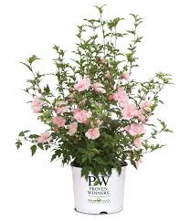 Image result for Hibiscus syriacus ´Pink Chiffon