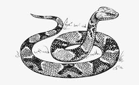 How to draw snake scales. Head Snake Drawing Raised Scales Copperhead Scale Serpiente Dibujo 640x426 Png Download Pngkit