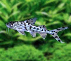 Pictus Catfish Article