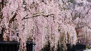 The cherry tree has long been used to attract love. Weeping Cherry Trees The Best Cascading Faves