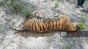 Check spelling or type a new query. Harimau Belang Mersing Ditemukan Mati