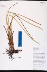Image result for Eleocharis setifolia