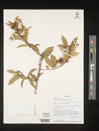 Image result for Hugonia elliptica