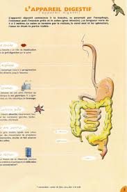 L Appareil Digestif Et La Constipation Reseau Lucioles