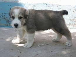 Realistic alabai dog realistic toy dog alabai soft dog stuffed animal dog alabai ooak realistic knitted toy alabai home decor. Central Asian Shepherd Dog Breed Information Images Characteristics Health