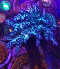 Most Colorful Corals For A Saltwater Tank2 Reef Tank Saltwater Tank Reef Aquarium