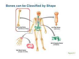 Bones of human body all the 206 bones are together called the human skeletal system. The Skeletal System Bones Skeleton Joints Cartilages Ligaments Ppt Download