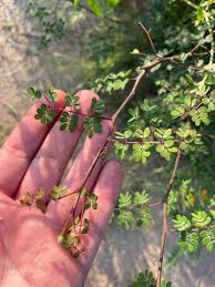 Image result for Erythrostemon