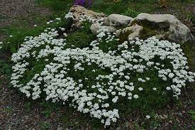 Candytuft Iberis Sempervirens In Brainerd Baxter Little Falls Aitkin Nisswa Mille Minnesota Mn At Landsburg Landscape Nursery