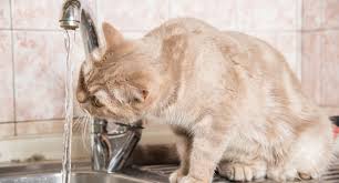 Unspayed female cats of reproductive age are called queens. How Long Can A Cat Go Without Water W Dehydration Tips