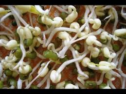 Cara menggunakannya dengan mengoleskan santan ke seluruh rambut dan kulit memperbanyak konsumsi protein merupakan salah satu cara membuat rambut cepat panjang. Cara Mudah Membuat Kecambah Kacang Hijau Full Youtube