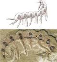 Microdictyon sinicum, a Cambrian Lobopodian fossil from Chengjiang ...