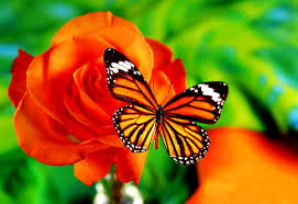 Check spelling or type a new query. Wallpaper Butterfly Monarch Butterfly Insects Download Top Free Backgrounds
