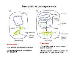 Instead, it starts separating at a specific point. Ppt Dna Replication In Eukaryotes Powerpoint Presentation Free Download Id 4571475