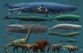 We did not find results for: The Blue Whale Is Not Only The Largest Animal Alive Currently But Is Likely The Largest Animal Ever To Have Lived Blue Whale Large Animals Whale