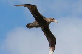 10 Avian Bird Pirates And Predators Of The Sea Toptenz Net Predator bird services inc., london, on. 10 avian bird pirates and predators