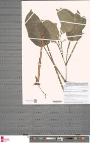 Image result for Marantochloa congensis