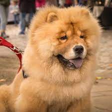 dog or teddy bear these 15 breeds are bound to confuse you dog breeds teddy bear dog breed teddy bear dog