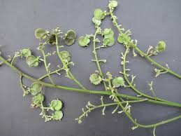 Image result for Aporrhiza