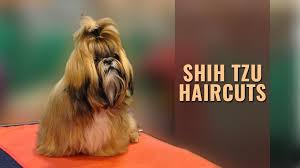 We did not find results for: Top 8 Amazing And Aristocratic Shih Tzu Haircuts Petmoo