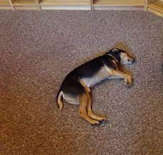 Best carpet for pets in 2021: Best Carpet Types For Pet Owners A Guide Berber Carpet Best Carpet Types Of Carpet