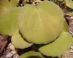 Image result for Cissus cucumerifolia
