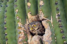 We were able to provide you with some of the facts above, but there is still plenty more to write about the topic. Can This Tiny Owl Survive In One Of America S Fastest Growing States