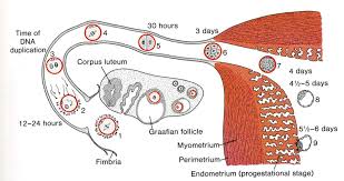 Twins Reproductive And Placental Research Unit