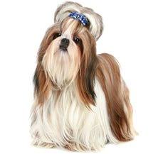 Shih tzus are companion dogs first, and they take that job seriously! Shih Tzu Dog Breed Information Dogspot In