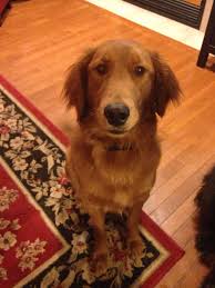 Straight Haired Goldendoodle Love My Mira Double Doodle Cute Dogs And Puppies Goldendoodle