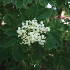 Image result for Caprifoliaceae