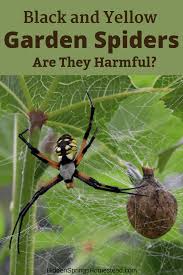 Big Black And Yellow Striped Spider Garden Spiders Are They Safe To Be Around Garden Spider Black Garden Spider