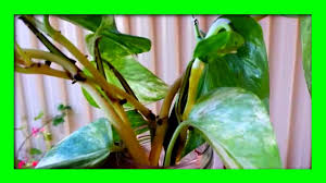 Summer is best as this is when it grows the most. Money Plant How To Grow And Care For Money Plant