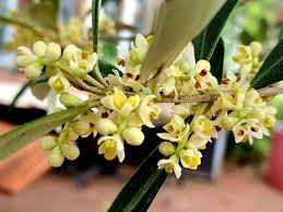 Image result for Olea