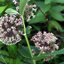 Common Milkweed Asclepias Syriaca Native Butterfly Host Plant Asclepias Milkweed Seeds Plants
