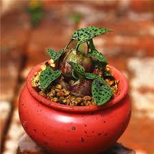 Image result for Drimiopsis