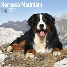 He is intelligent, strong and agile enough to do the draft and droving work for which he was used in the mountainous regions of his origin. Bernese Mountain Dog Calendar 2021 At Calendar Club