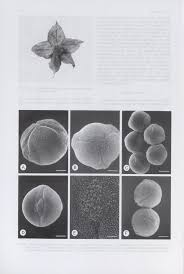 Image result for Trichodesma physaloides